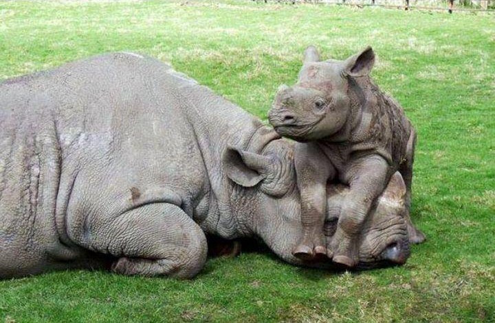 In the dark on Botswana-SA rhino move