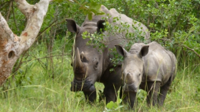 BDF kills two rhino poachers
