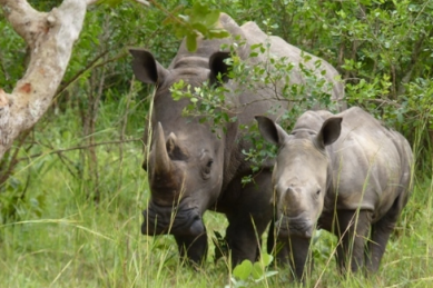 BDF kills two rhino poachers