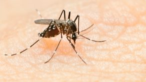 Is Malaria response sidelined during Covid-19?