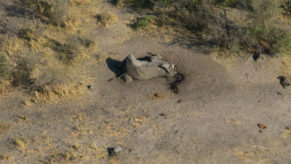 356 elephants die from a mysterious disease in Botswana