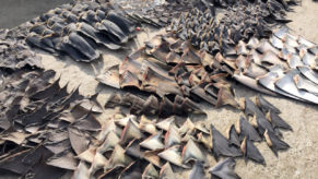 Botswana is landlocked, but is still exporting shark fins